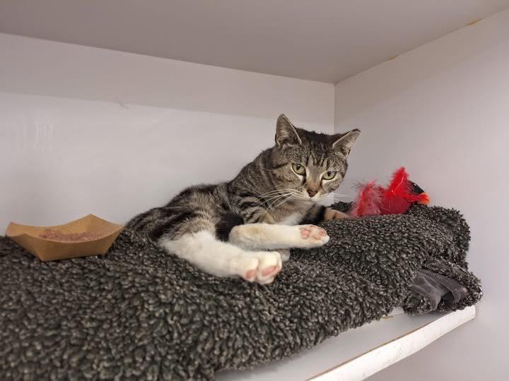 Paisley, an adopted Domestic Short Hair in Cleveland, OH image 3/4