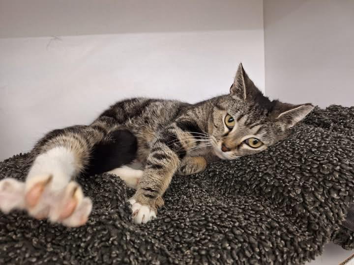 Paisley, an adopted Domestic Short Hair in Cleveland, OH image 2/4