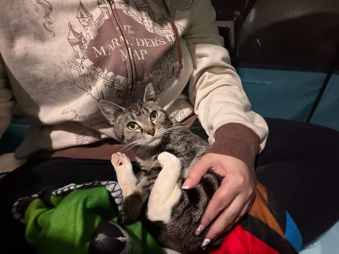 Paisley, adopted, Young Female Domestic Short Hair.