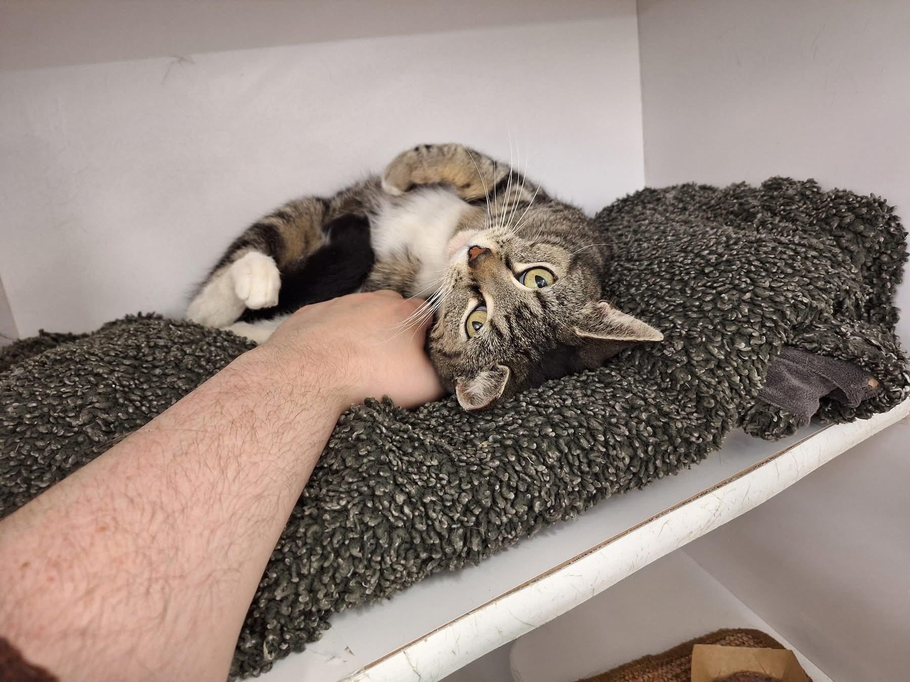 Paisley, an adopted Domestic Short Hair in Cleveland, OH image 4/4