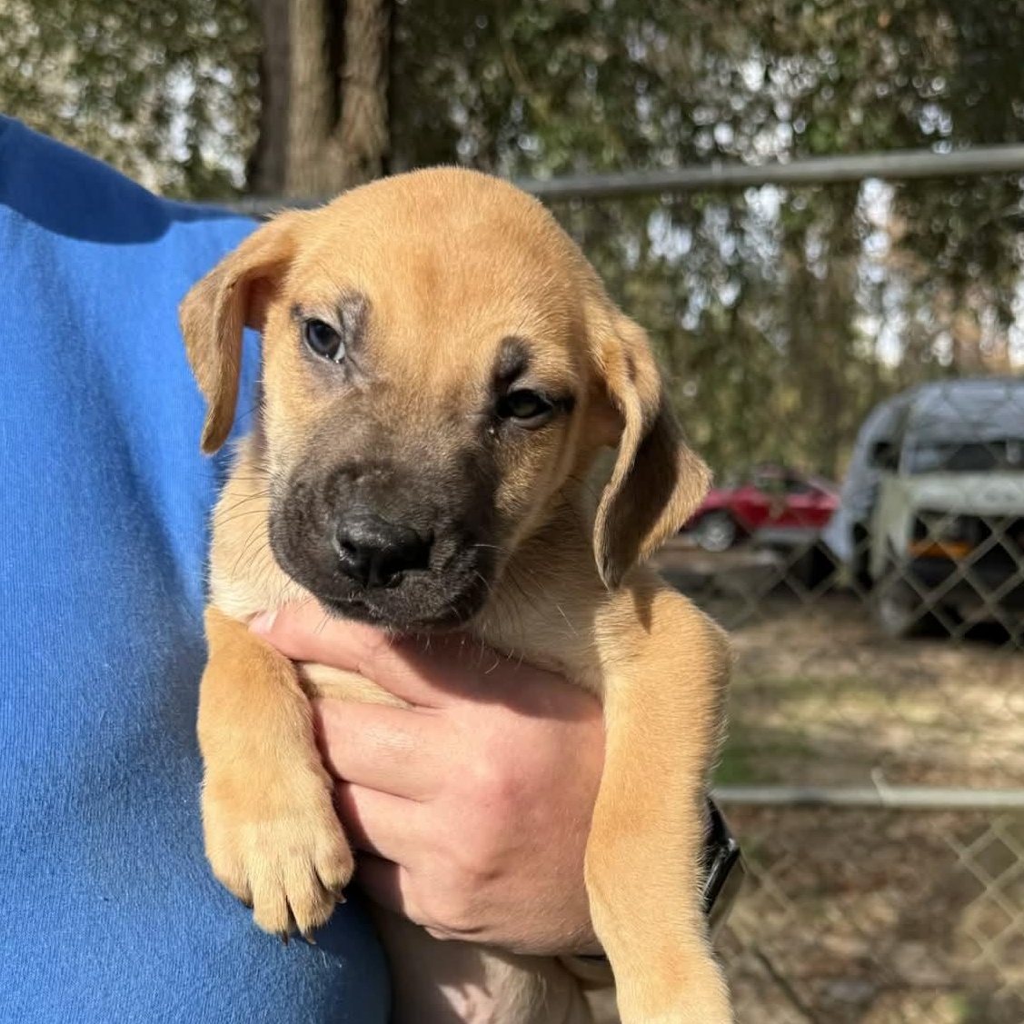 Enlarge Jax, a ADOPTABLE mixed breed in Bristol, VT image 2/2
