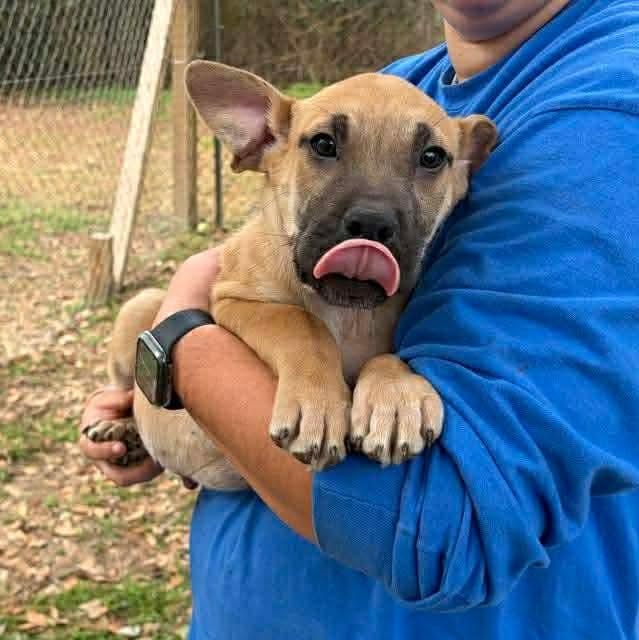 Enlarge Jax, a ADOPTABLE mixed breed in Bristol, VT image 1/2