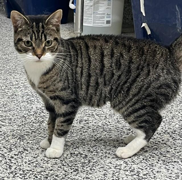 GERTRUD, Adoptable, Young Female Domestic Short Hair.
