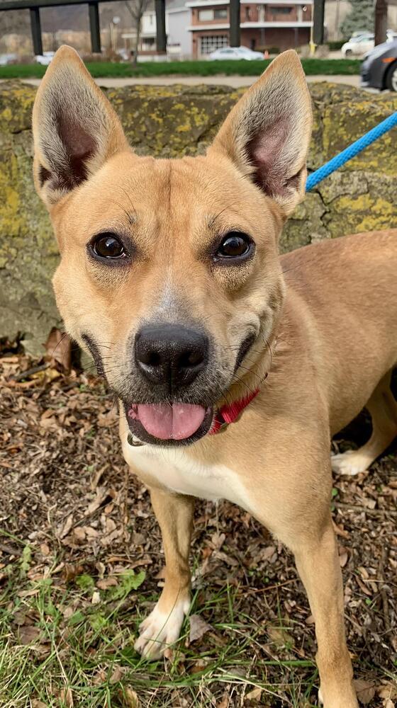 Betty, Adoptable, Adult Female Shiba Inu.