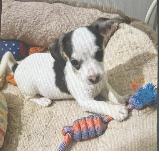 Mickey, adopted, Young Male Chihuahua.