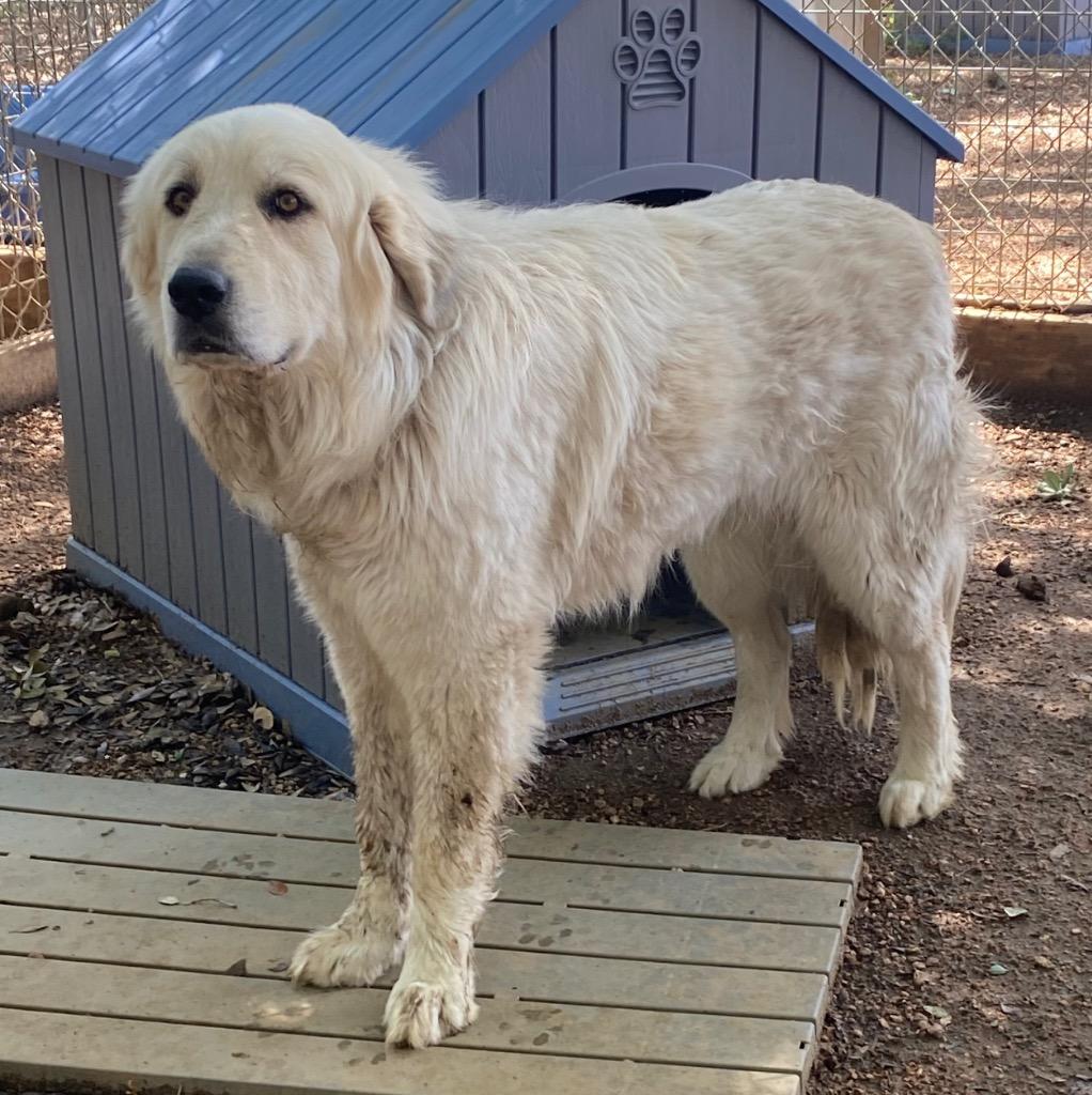 Tiny, Adoptable, Adult Male Great Pyrenees.
