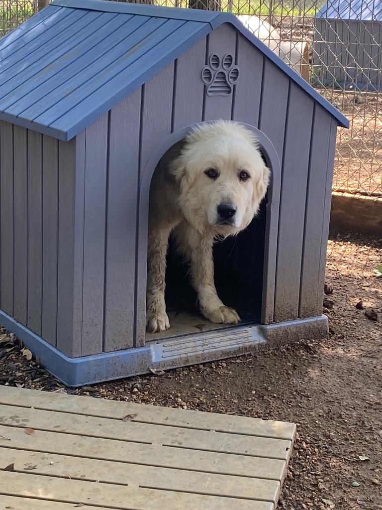Enlarge Tiny, a Adoptable Great Pyrenees in Lockhart, TX image 2/5