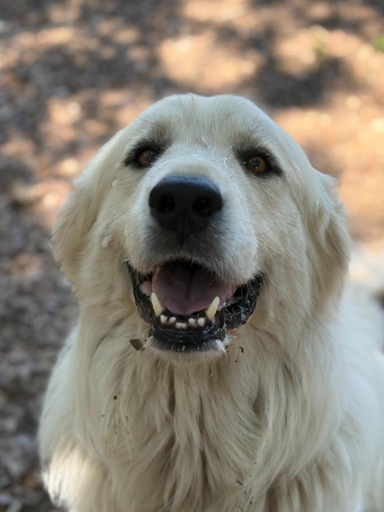 Enlarge Tiny, a Adoptable Great Pyrenees in Lockhart, TX image 3/5