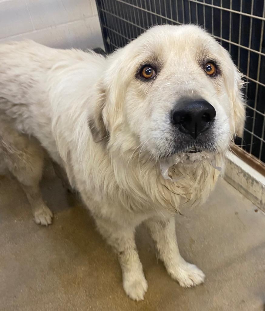 Enlarge Tiny, a Adoptable Great Pyrenees in Lockhart, TX image 4/5