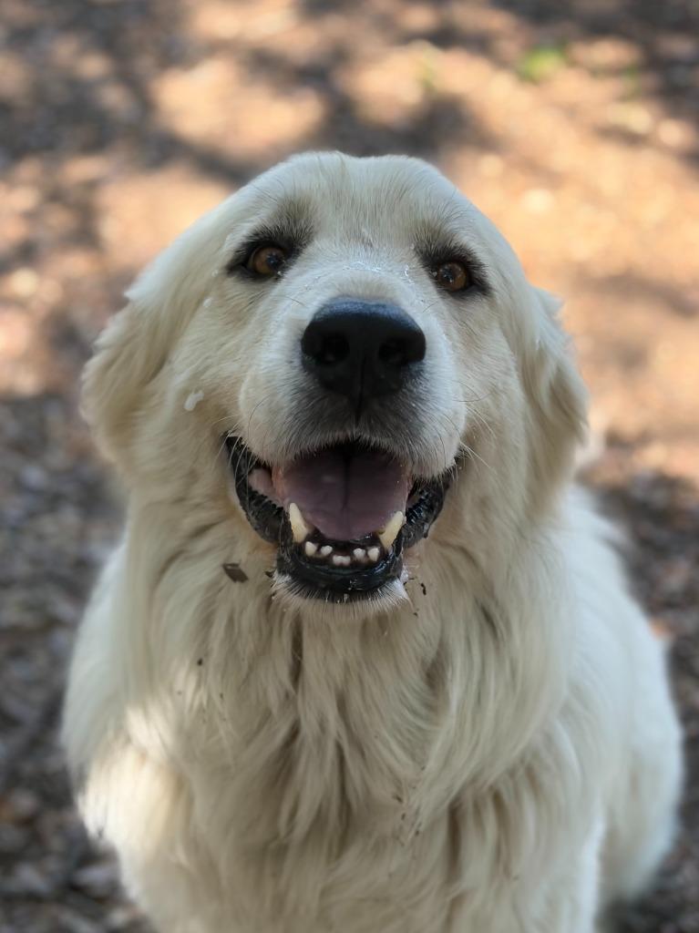Enlarge Tiny, a Adoptable Great Pyrenees in Lockhart, TX image 5/5