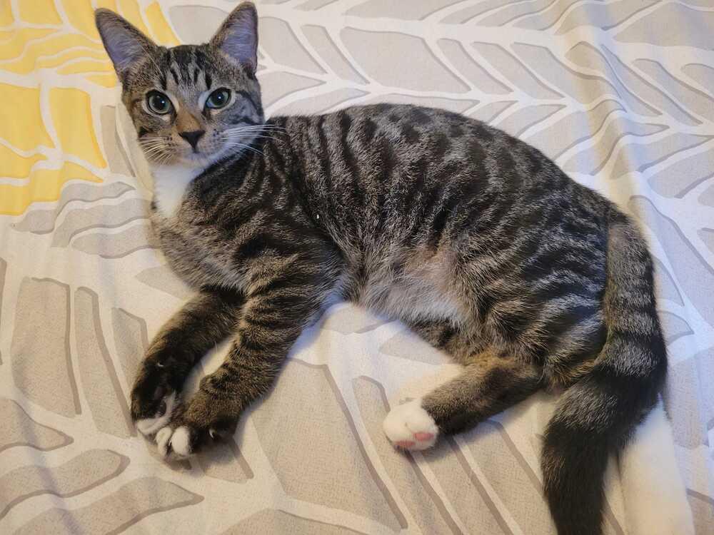 Bilbo, Adopted, Kitten Male American Shorthair & Tabby.