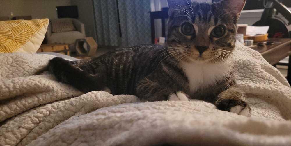 Bilbo, a Adopted mixed breed in Easley, SC image 2/3