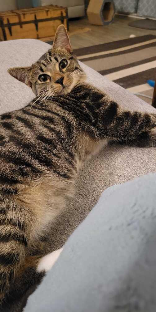 Bilbo, a Adopted mixed breed in Easley, SC image 3/3