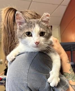 Brentley, Adoptable, Adult Female Domestic Short Hair.