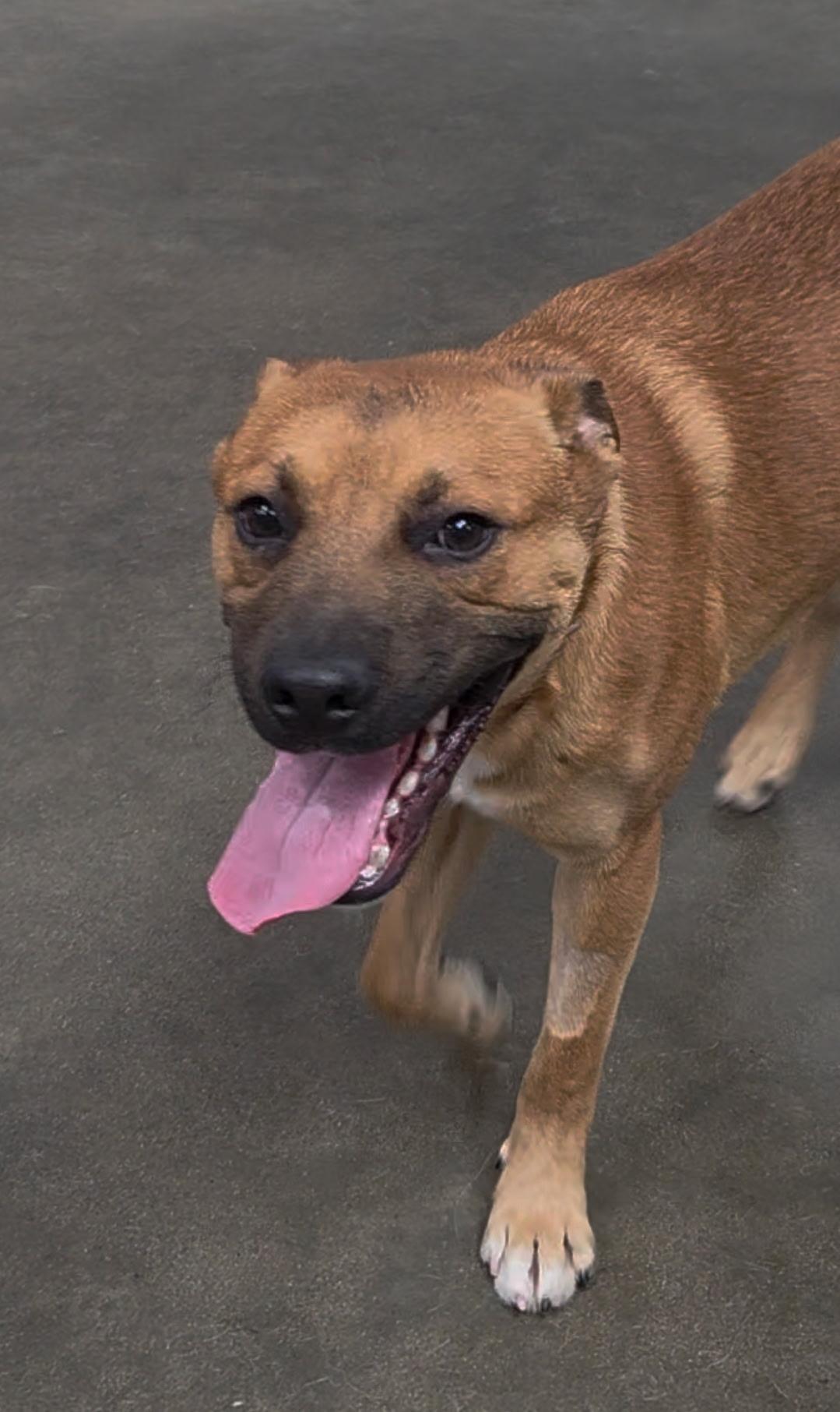 Enlarge Beary Potter, a Adoptable mixed breed in Kellogg, ID image 2/3
