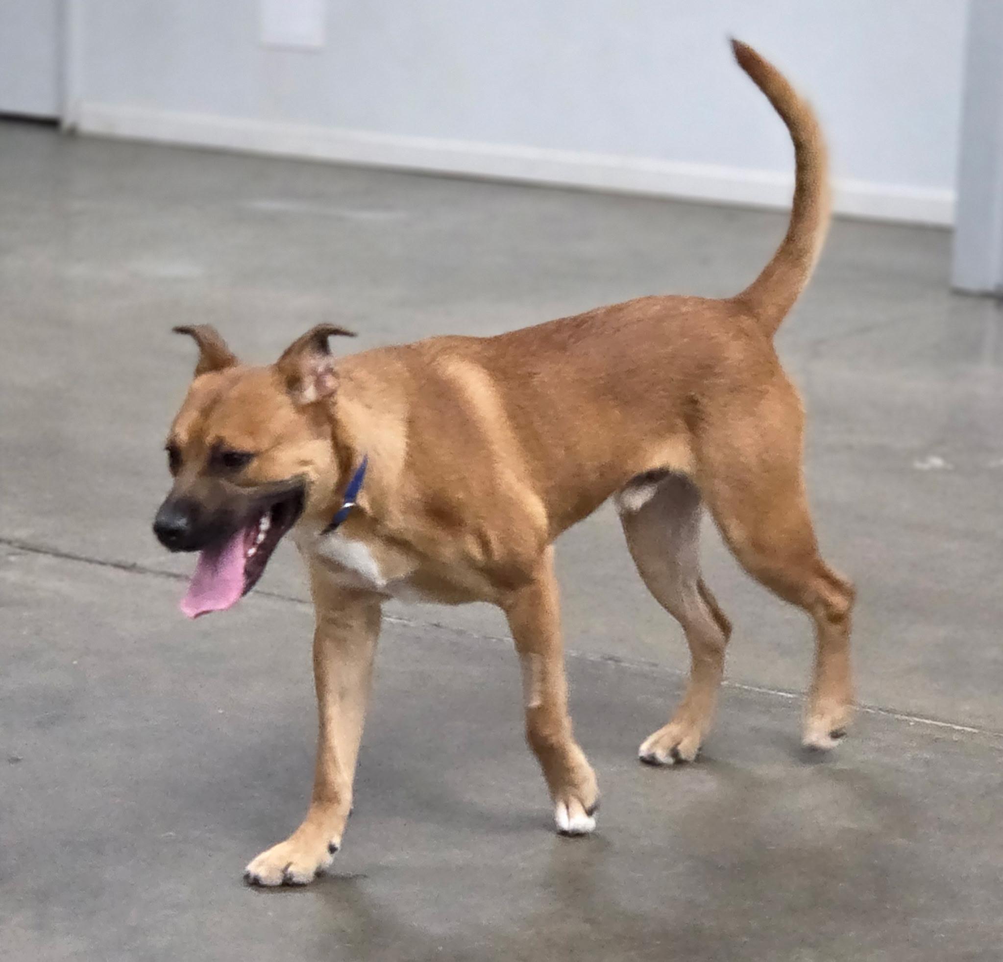 Enlarge Beary Potter, a Adoptable mixed breed in Kellogg, ID image 3/3
