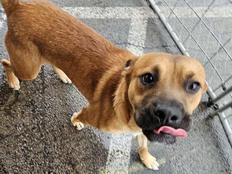 Beary Potter, Adoptable, Young Male Shar-Pei.