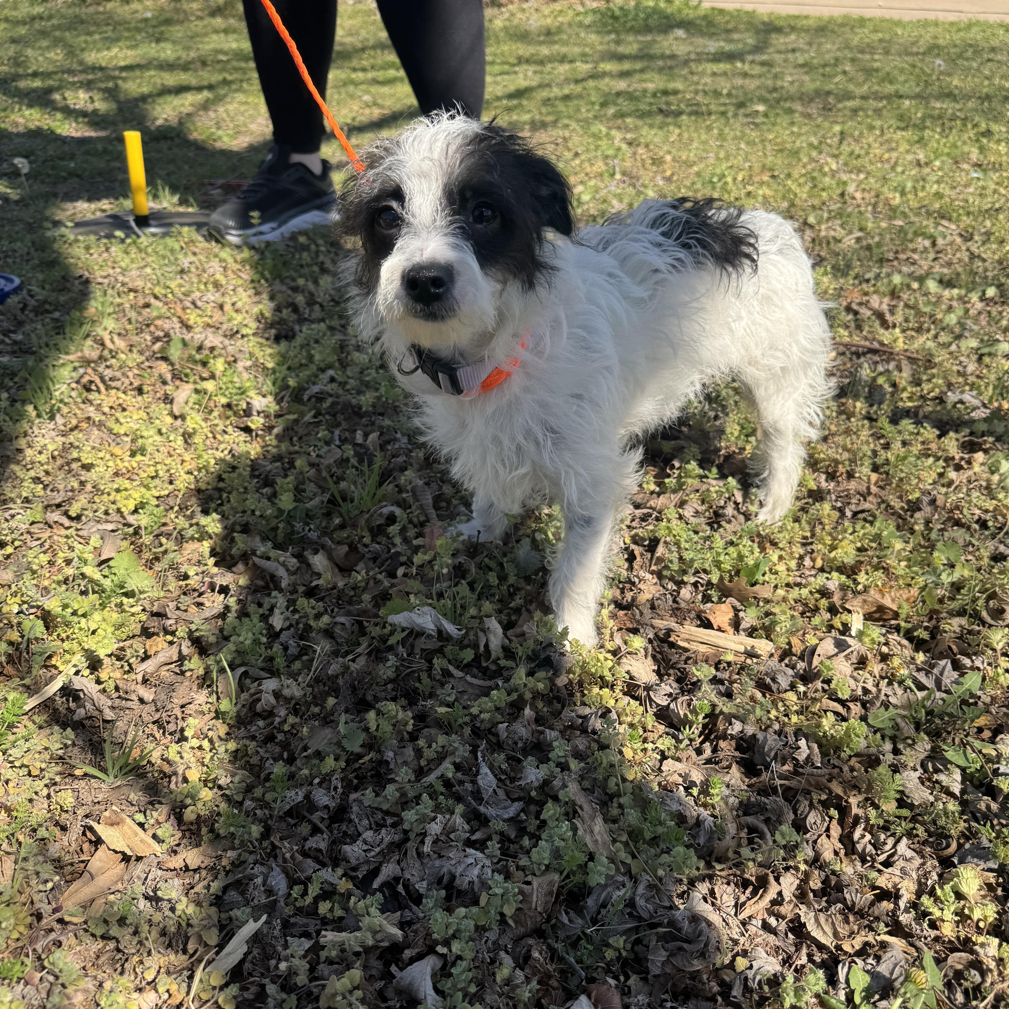 Enlarge Luna , a ADOPTABLE mixed breed in Cushing, OK image 1/5