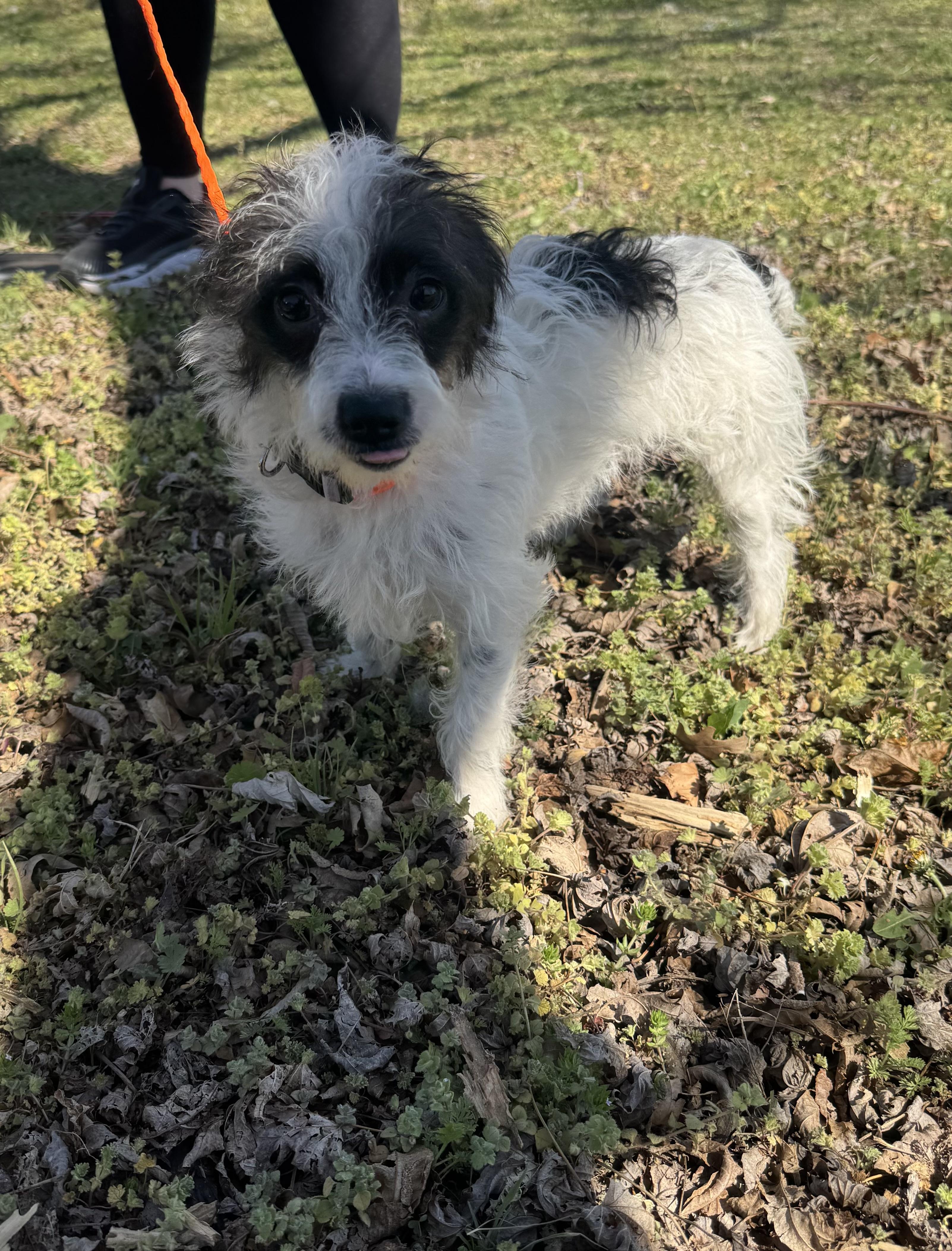 Enlarge Luna , a ADOPTABLE mixed breed in Cushing, OK image 4/5