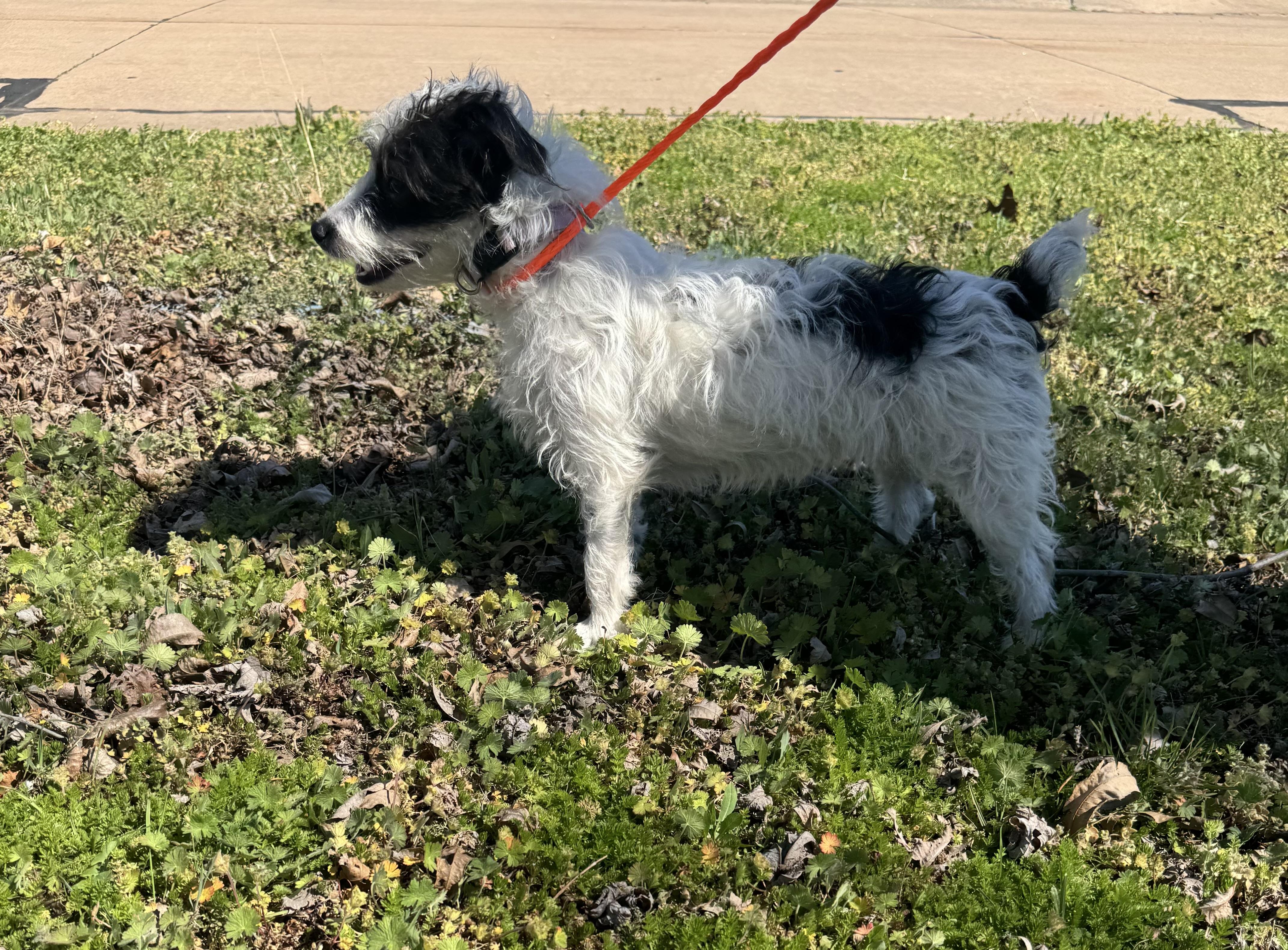 Enlarge Luna , a ADOPTABLE mixed breed in Cushing, OK image 5/5