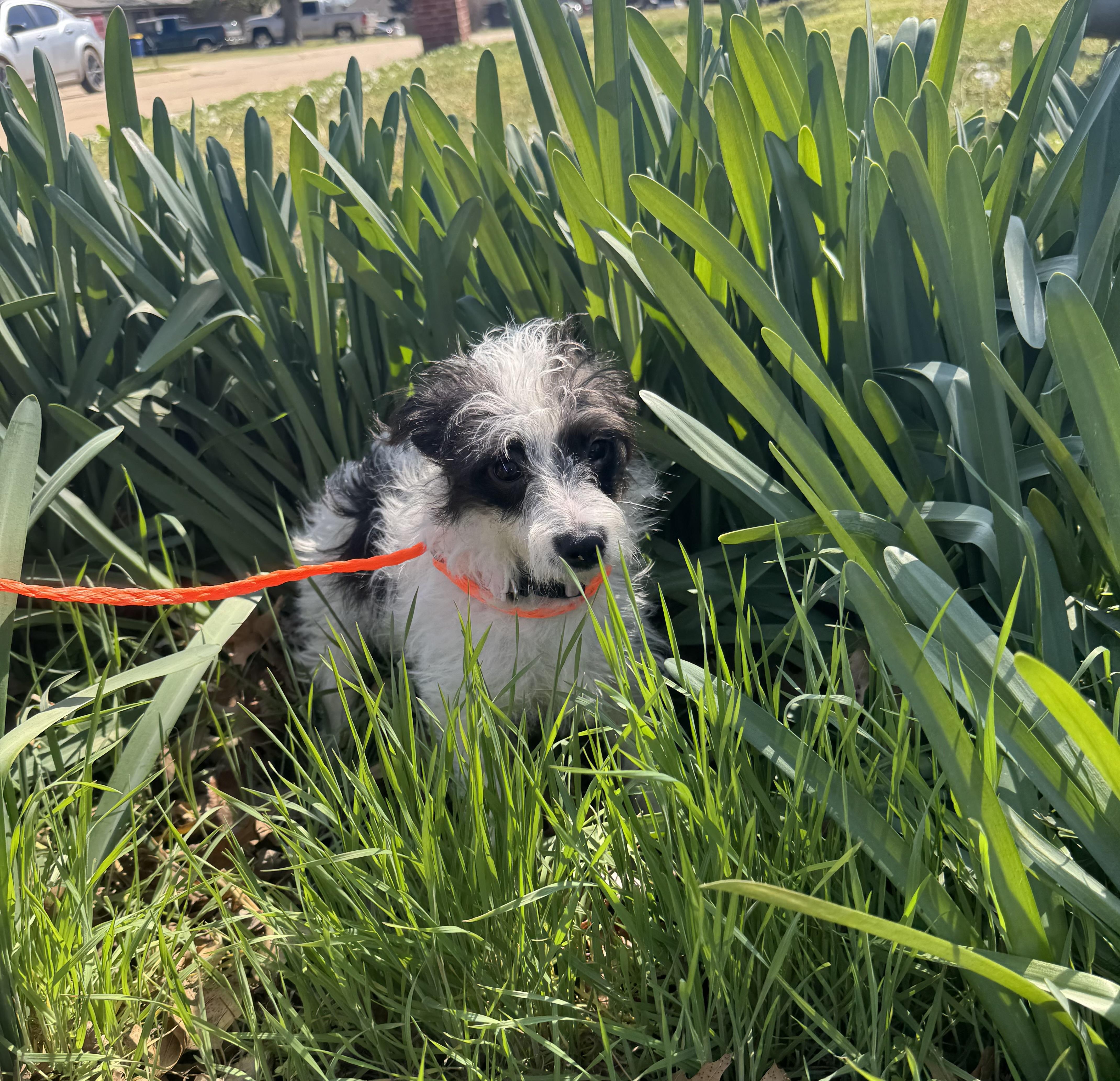 Enlarge Luna , a ADOPTABLE mixed breed in Cushing, OK image 2/5