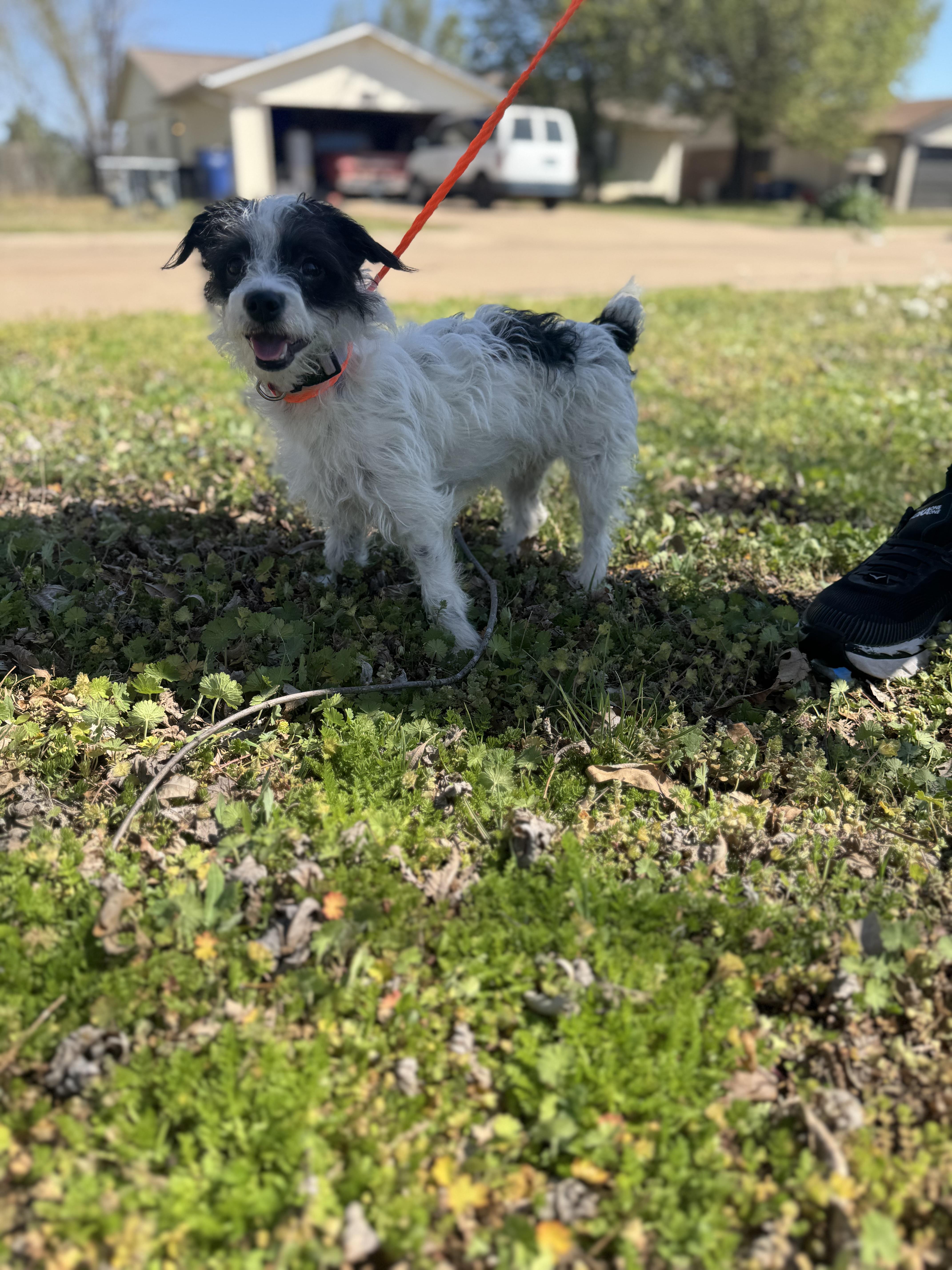 Enlarge Luna , a ADOPTABLE mixed breed in Cushing, OK image 3/5