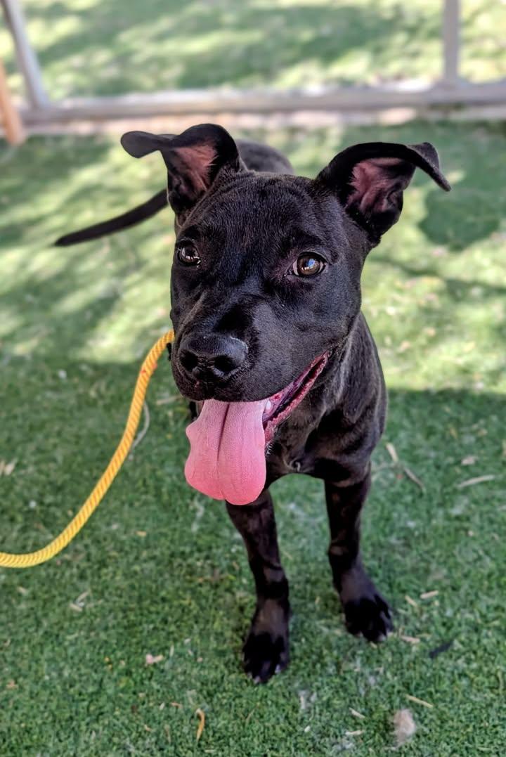 26-87, ADOPTABLE, Adult Male Pit Bull Terrier.