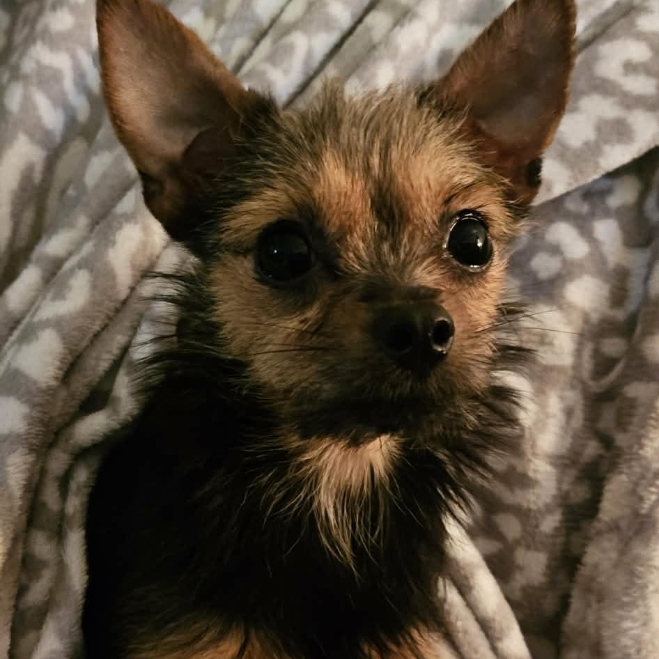 Bitsy, ADOPTABLE, Puppy Female Chihuahua.