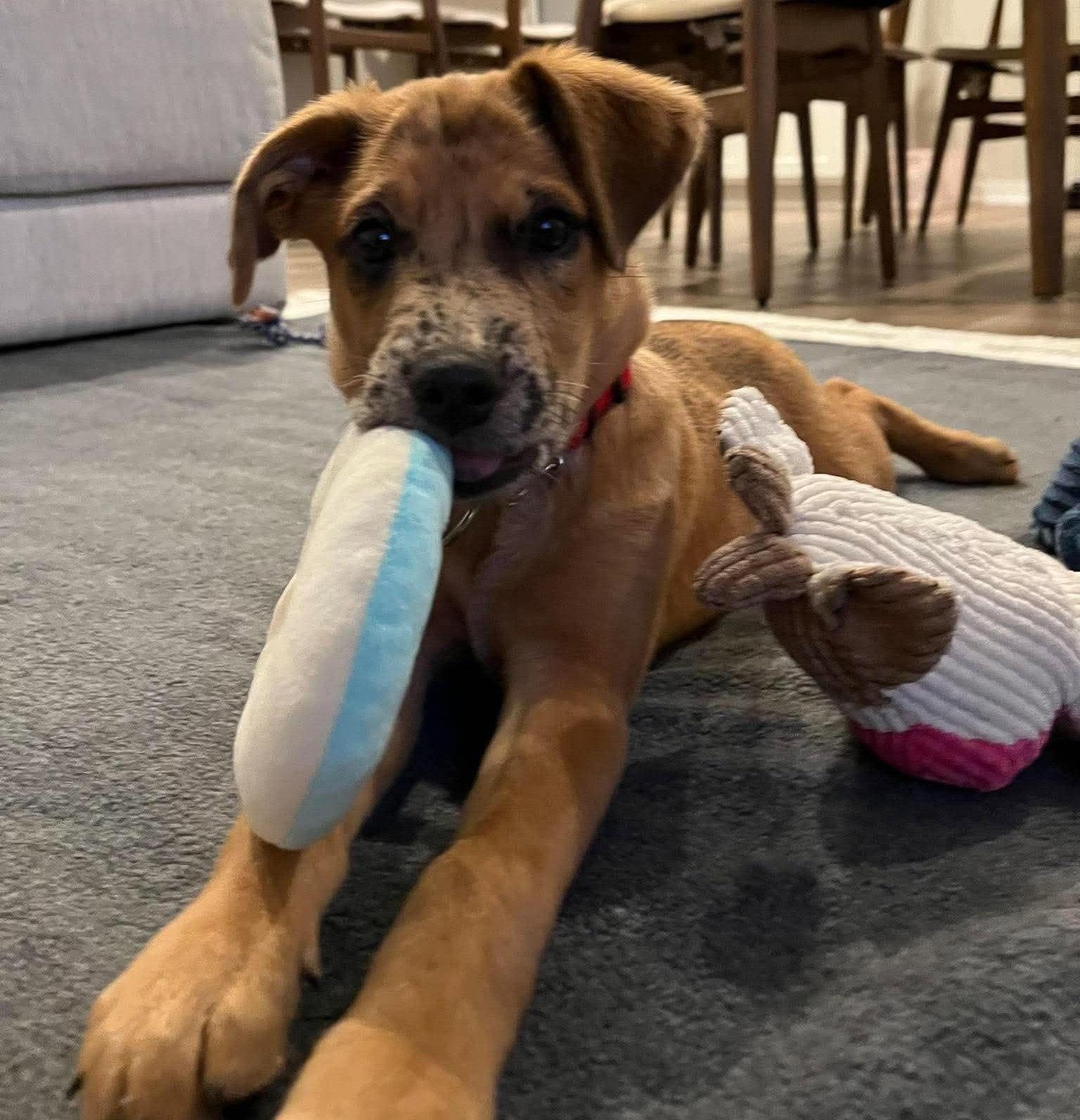 Enlarge Toni, a Adoptable mixed breed in West Des Moines, IA image 1/2