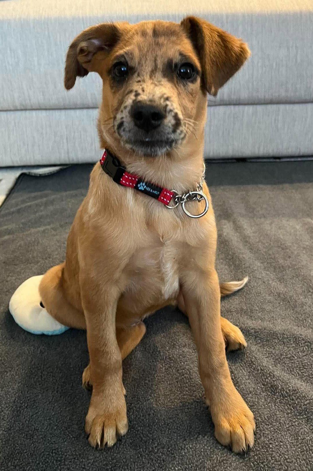 Enlarge Toni, a Adoptable mixed breed in West Des Moines, IA image 2/2
