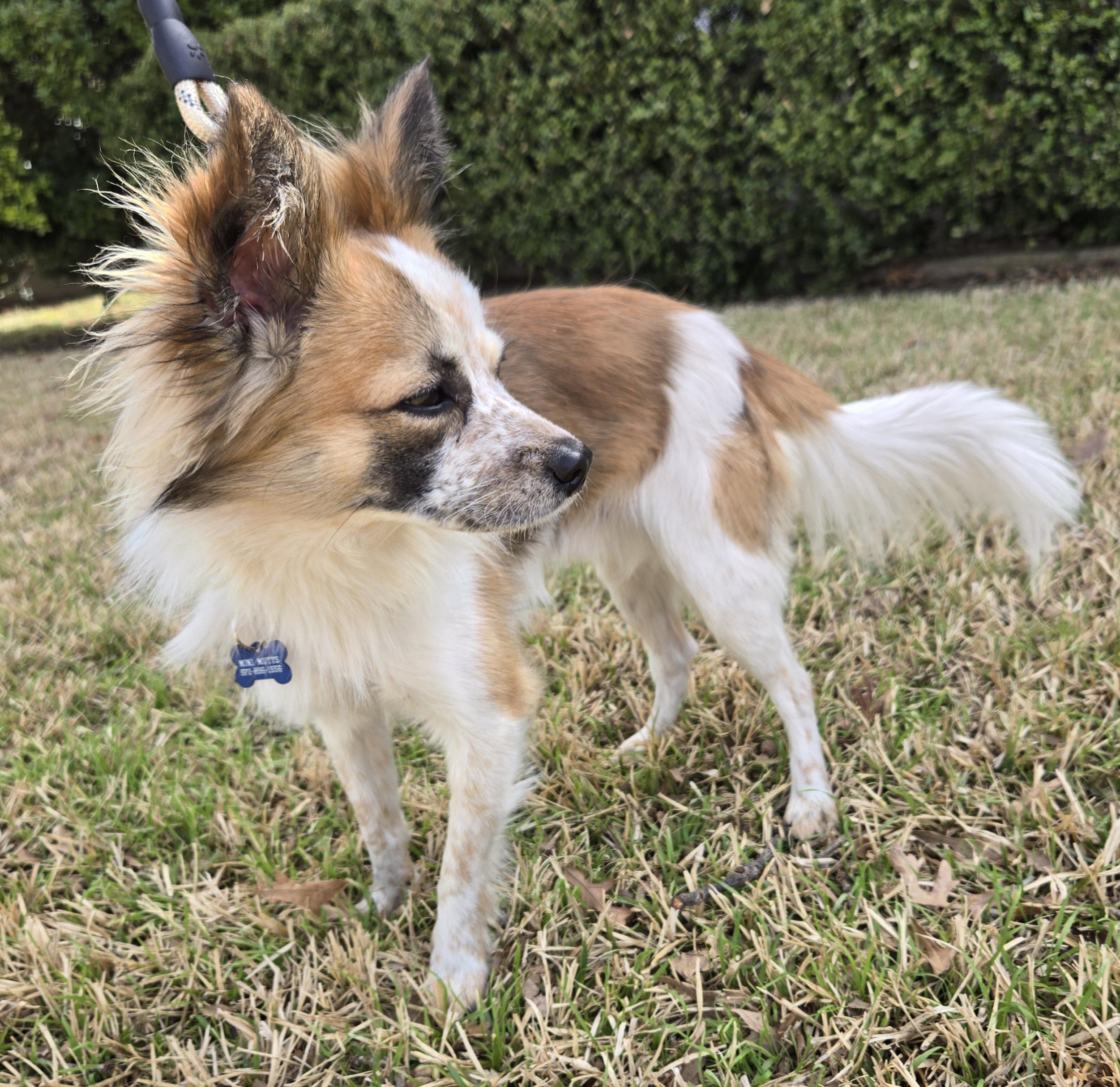 RILEY, an adoptable mixed breed in Grand Prairie, TX image 5/5