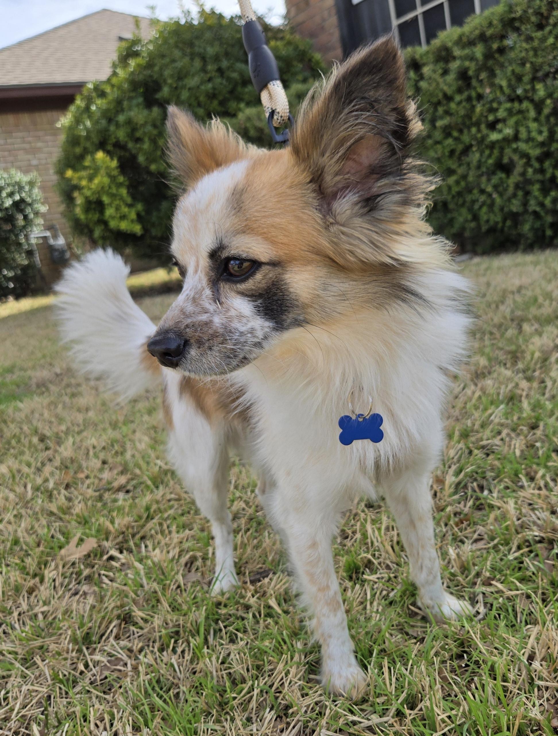 RILEY, an adoptable mixed breed in Grand Prairie, TX image 3/5