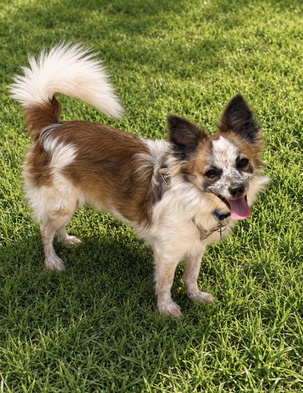 Enlarge RILEY, an adoptable mixed breed in Grand Prairie, TX image 5/6