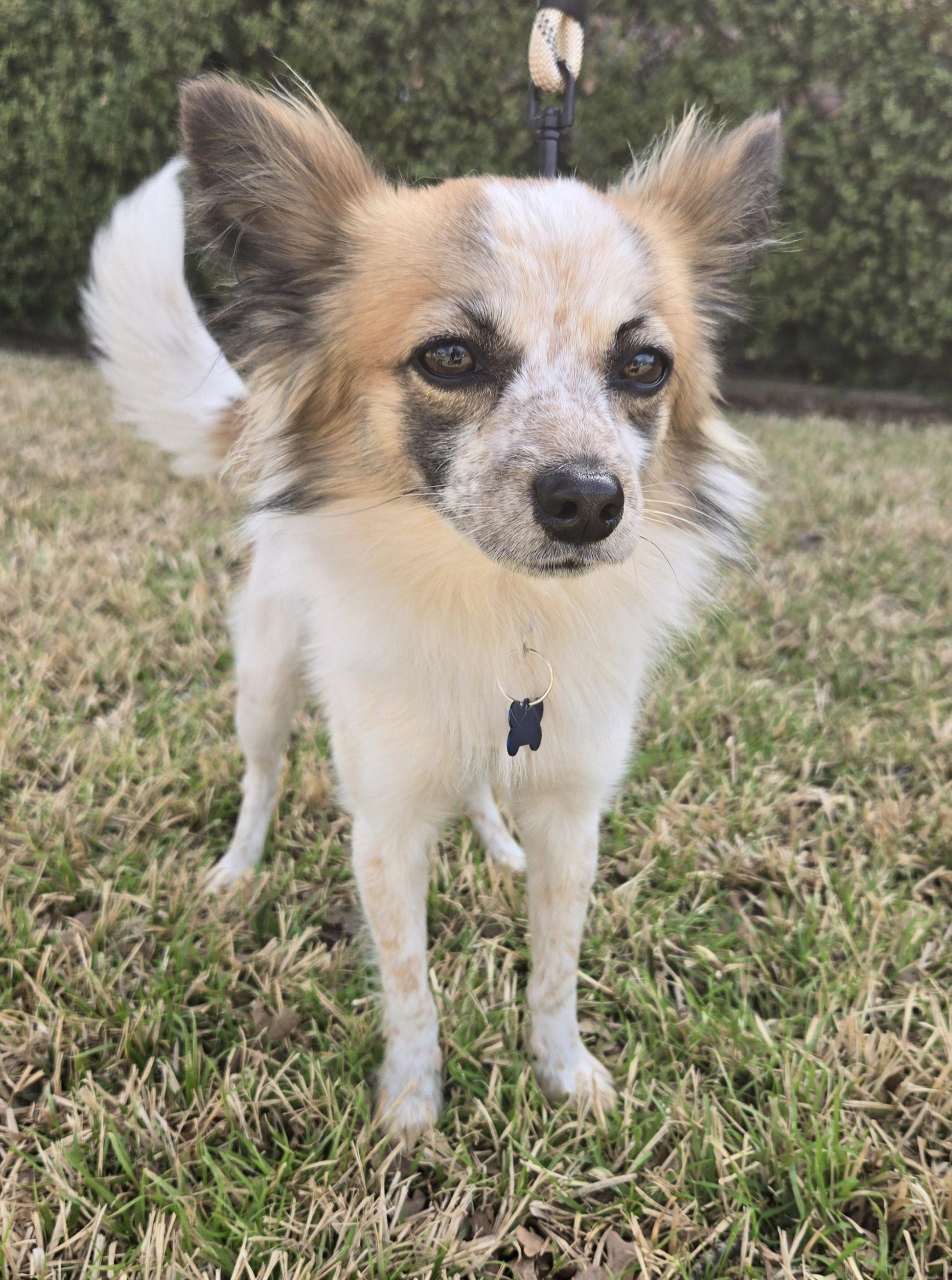 RILEY, an adoptable mixed breed in Grand Prairie, TX image 2/5