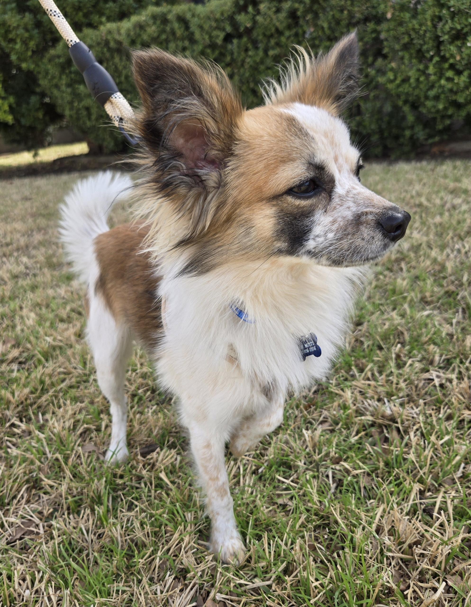 RILEY, an adoptable mixed breed in Grand Prairie, TX image 4/5
