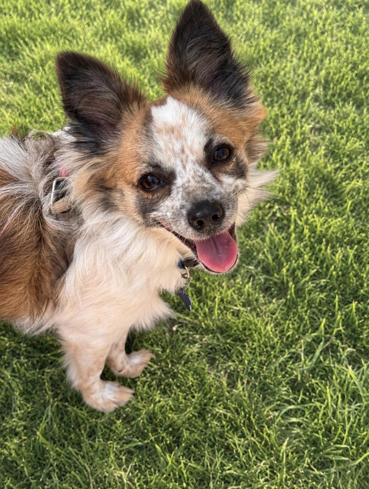 Enlarge RILEY, an adoptable mixed breed in Grand Prairie, TX image 6/6