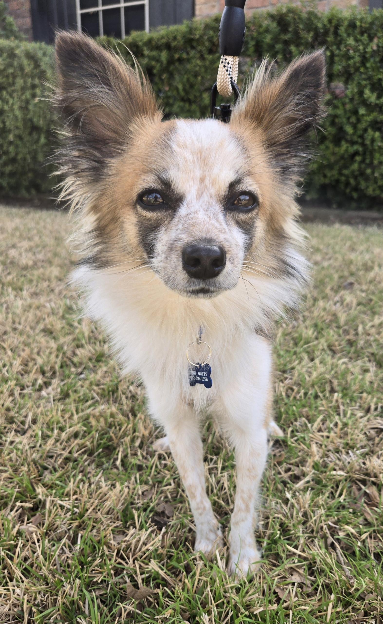 RILEY, an adoptable mixed breed in Grand Prairie, TX image 1/5
