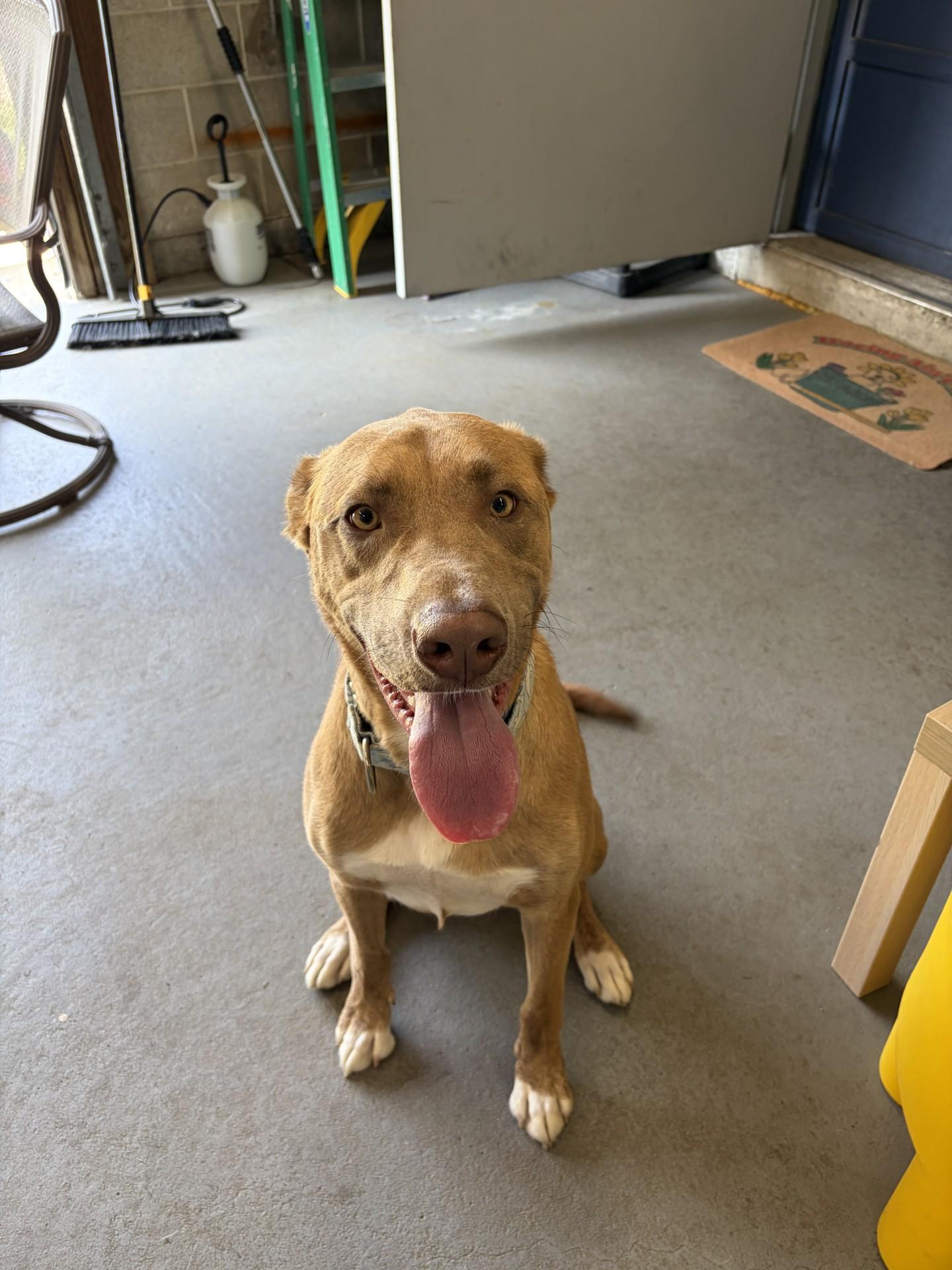 Enlarge Parker, a ADOPTABLE mixed breed in Cranston, RI image 1/1