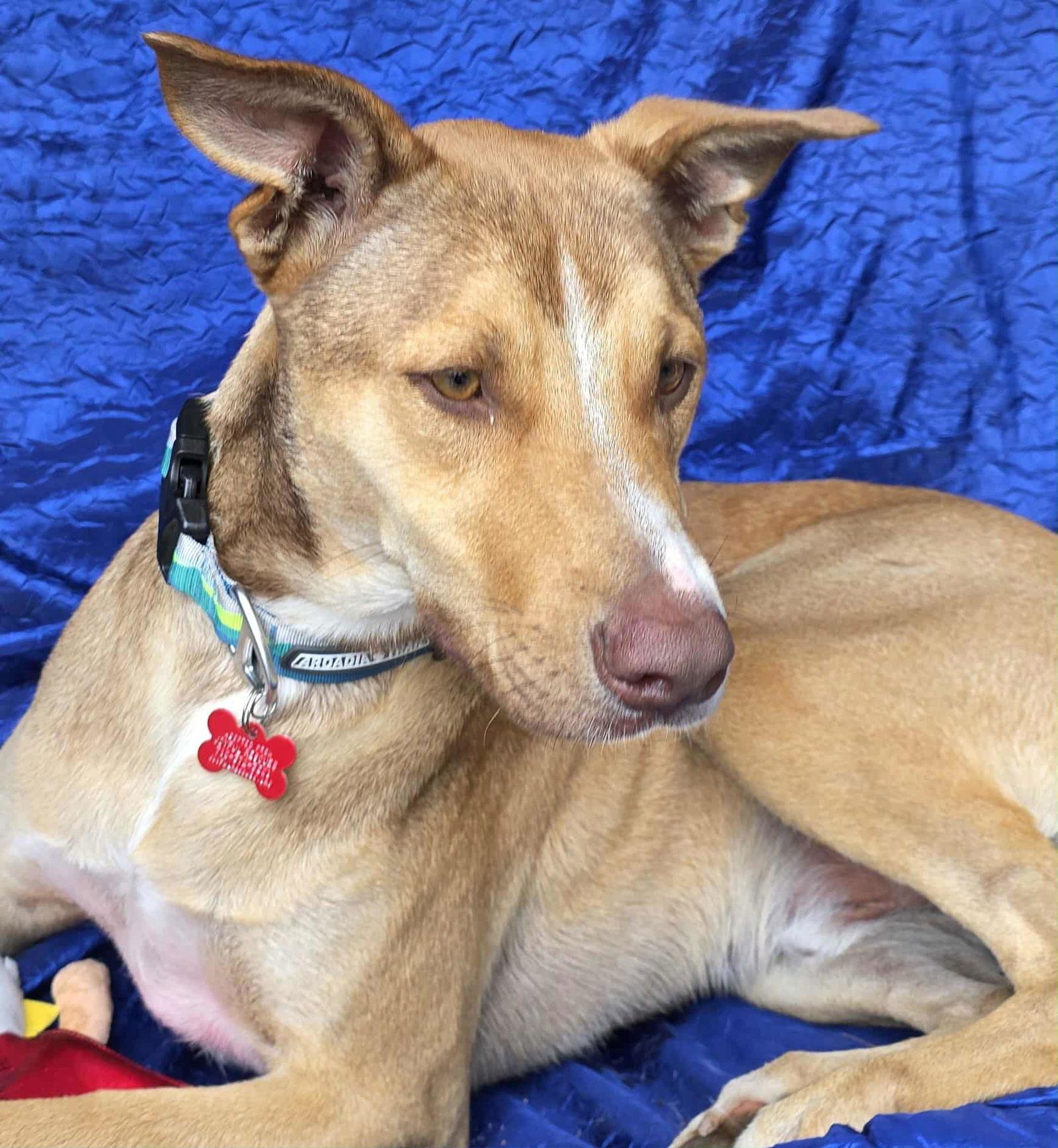 Coco Bentley, Adoptable, Young Male Labrador Retriever & Terrier.