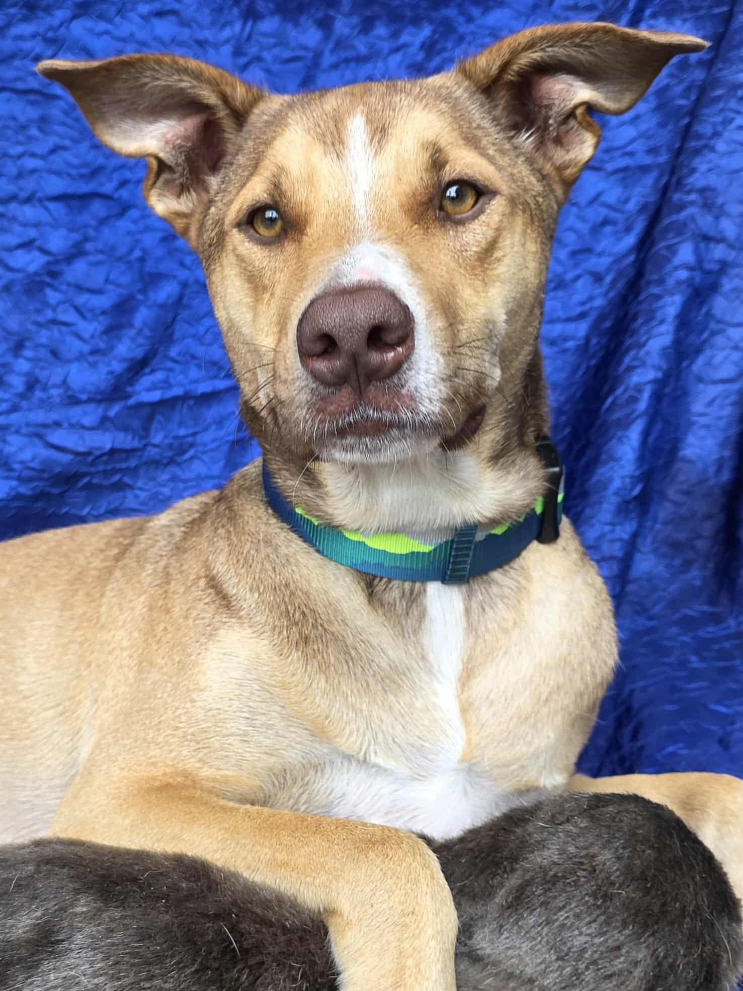 Enlarge Coco Bentley, a Adoptable mixed breed in Cuba, NY image 2/2