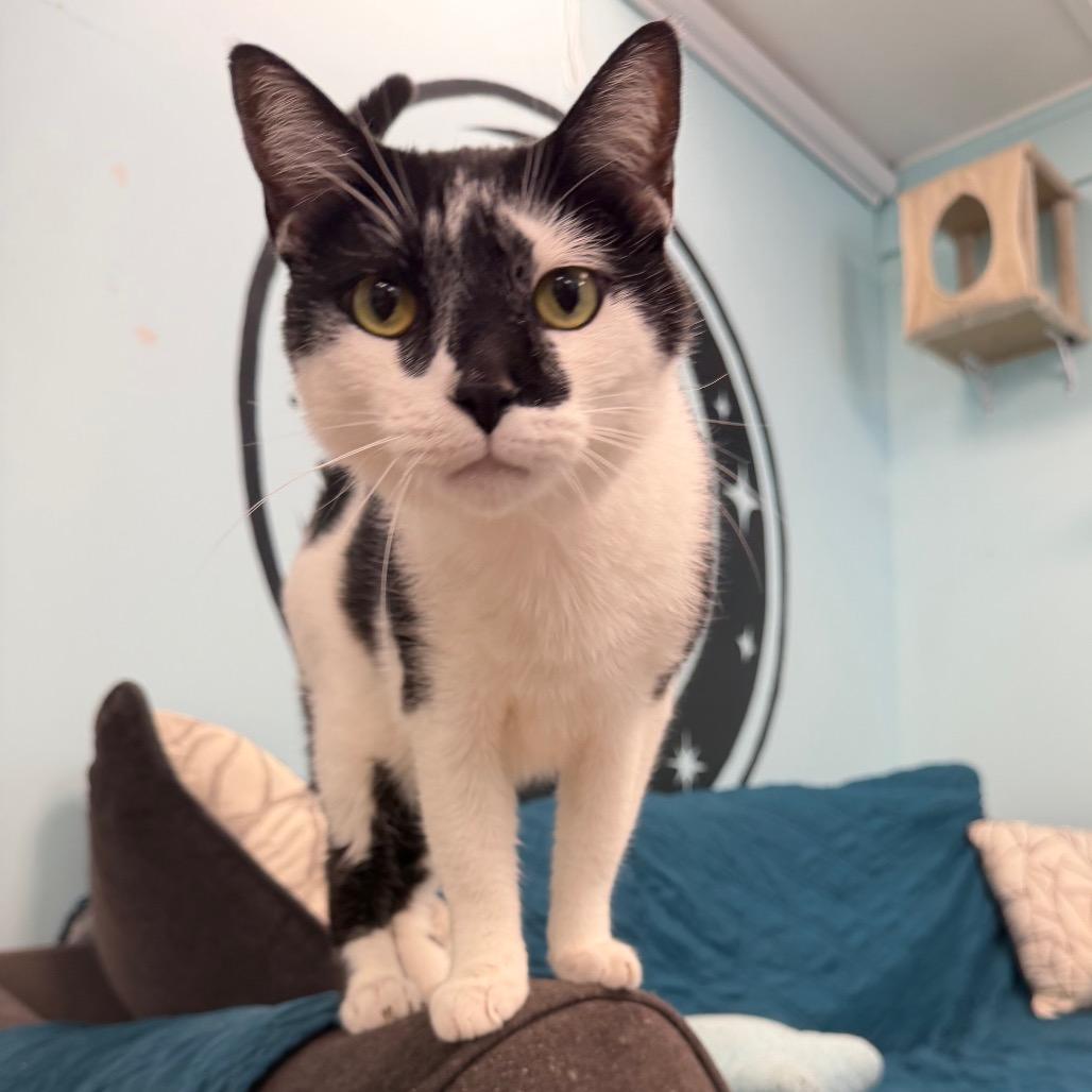Pheasant, Adoptable, Senior Male Domestic Short Hair.