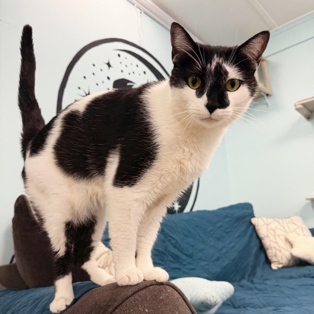Enlarge Pheasant, a Adoptable Domestic Short Hair in PITTSBURGH, PA image 2/3