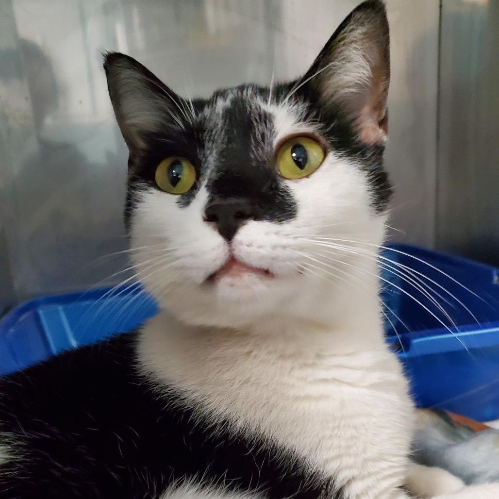 Enlarge Pheasant, a Adoptable Domestic Short Hair in PITTSBURGH, PA image 3/3