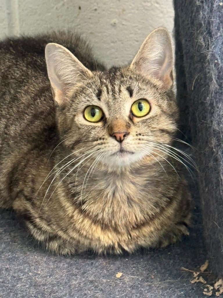 Tonka Jahari, Adoptable, Kitten Female Domestic Short Hair.