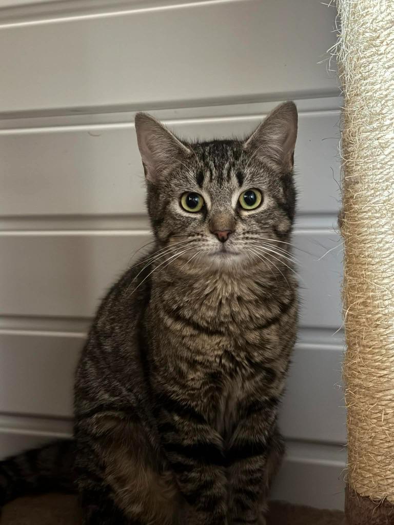 Enlarge Tonka Jahari, a Adoptable mixed breed in Marion, OH image 2/2