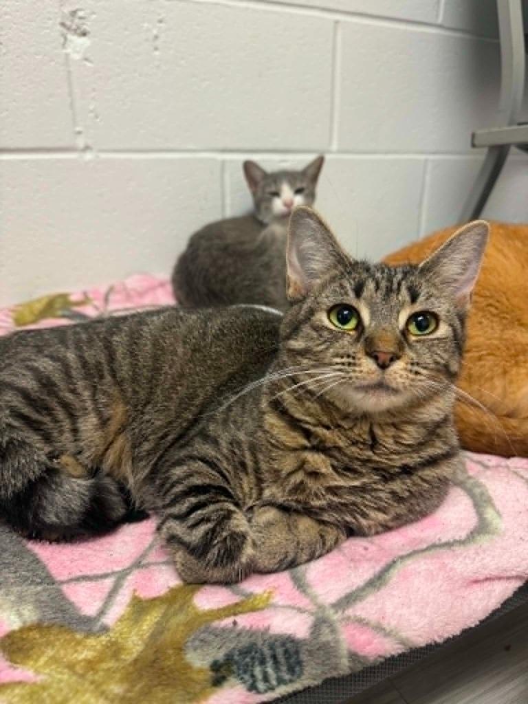 Enlarge Tonka Jahari, a Adoptable mixed breed in Marion, OH image 4/4