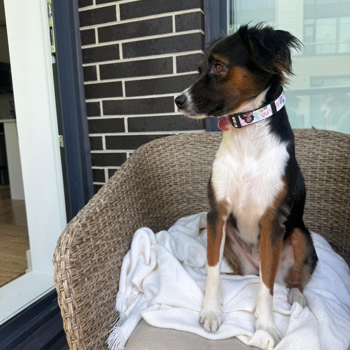 Enlarge Valentina, an adopted mixed breed in Williamsburg, ON image 1/6