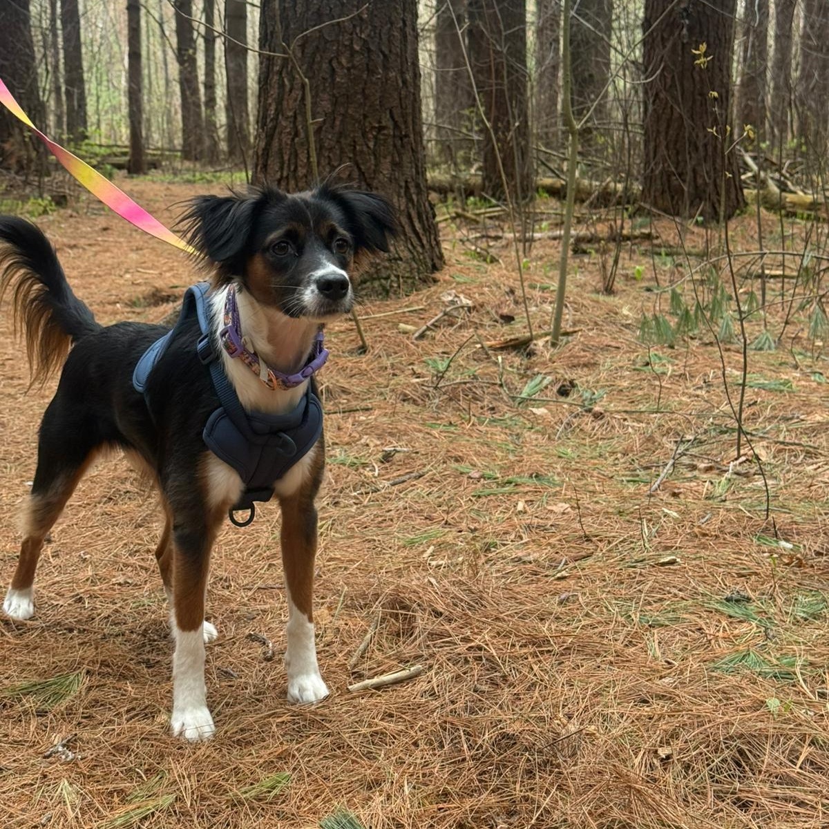 Enlarge Valentina, an adopted mixed breed in Williamsburg, ON image 5/6