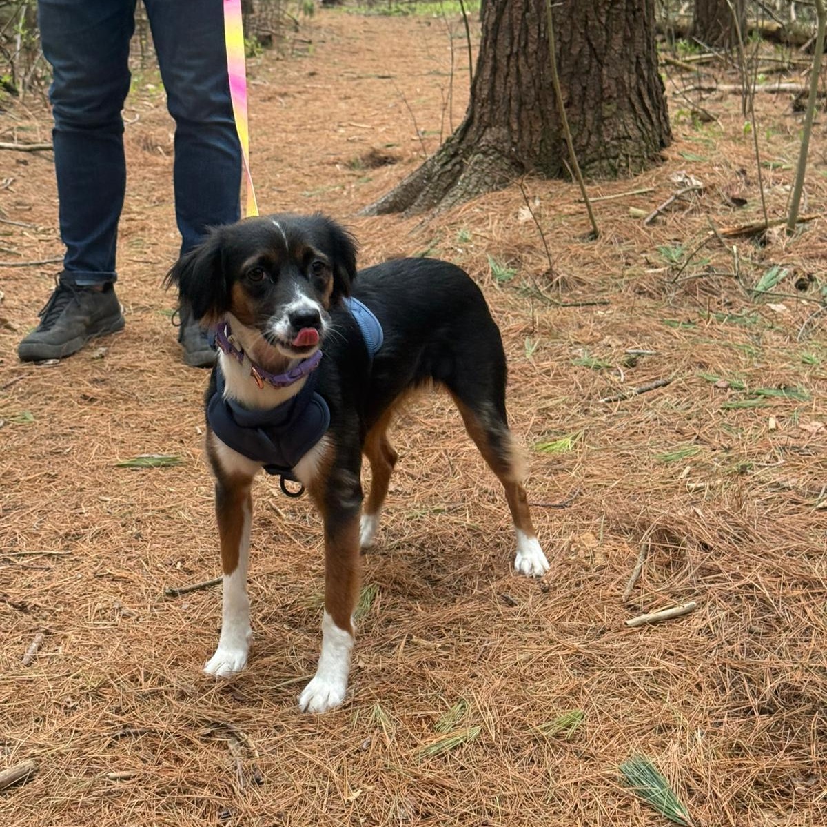 Enlarge Valentina, an adopted mixed breed in Williamsburg, ON image 2/6