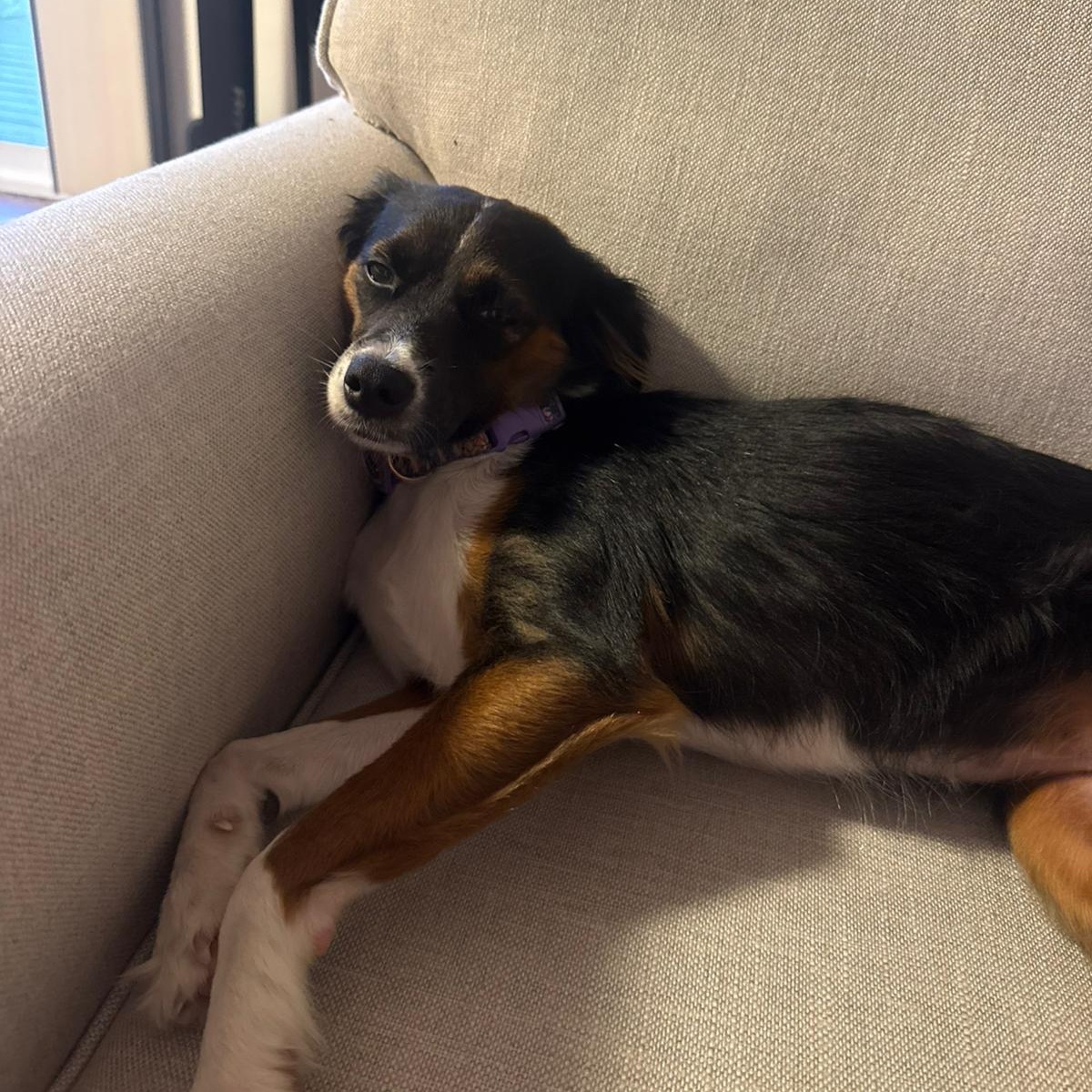 Enlarge Valentina, an adopted mixed breed in Williamsburg, ON image 6/6